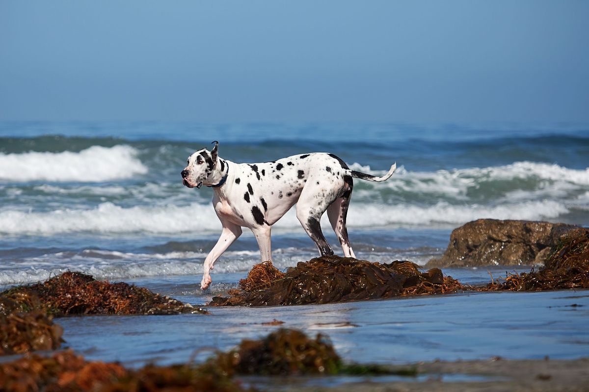 Great Dane Walking on Beach
