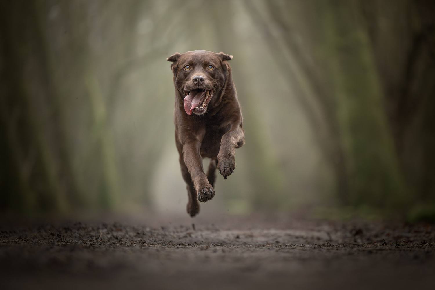 NLS Dierenfotografie
