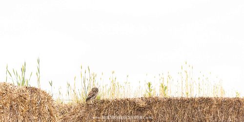 Athene noctua – Steinkauz