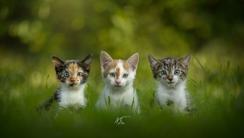 Wat krijg je bij een nestshoot?