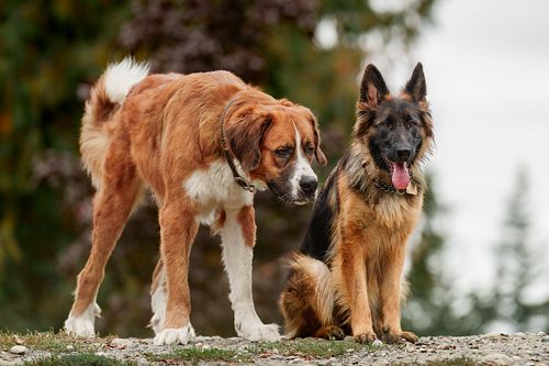 Two dogs at the dog park.