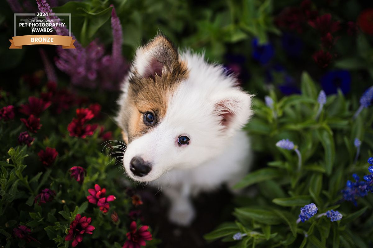 Merle puppy peeking through blue and purple wildflowers, whimsical nature dog photography for pet portraits