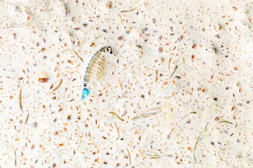 An adaptation for death