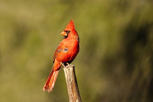 A bold red male Northern Cardinal perched atop a vertical wooden post against a soft green background