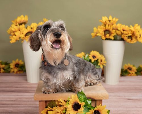 Let's book your pup's portrait session today!