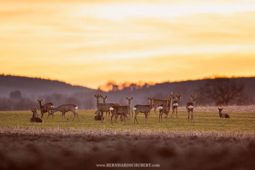 Capreolus capreolus – Reh