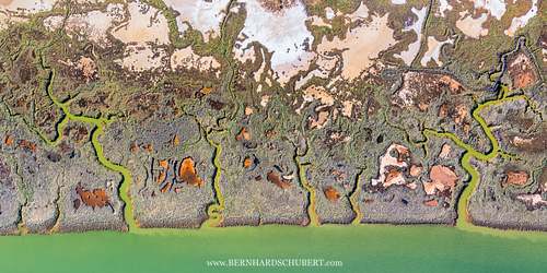 Swamp Pattern