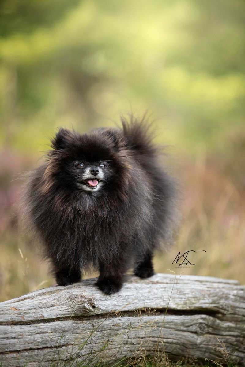Blije zwarte Dwergkees op boomstam met heide op de achtergrond