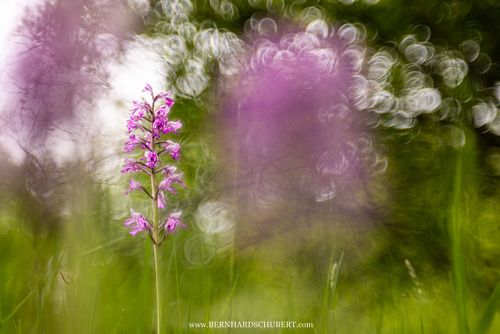 Orchis militaris - Helm-Knabenkraut