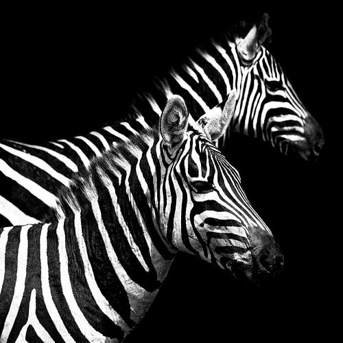 Pose de zèbres en Tanzanie,