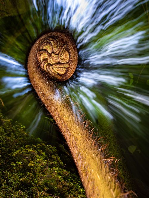 Tree fern