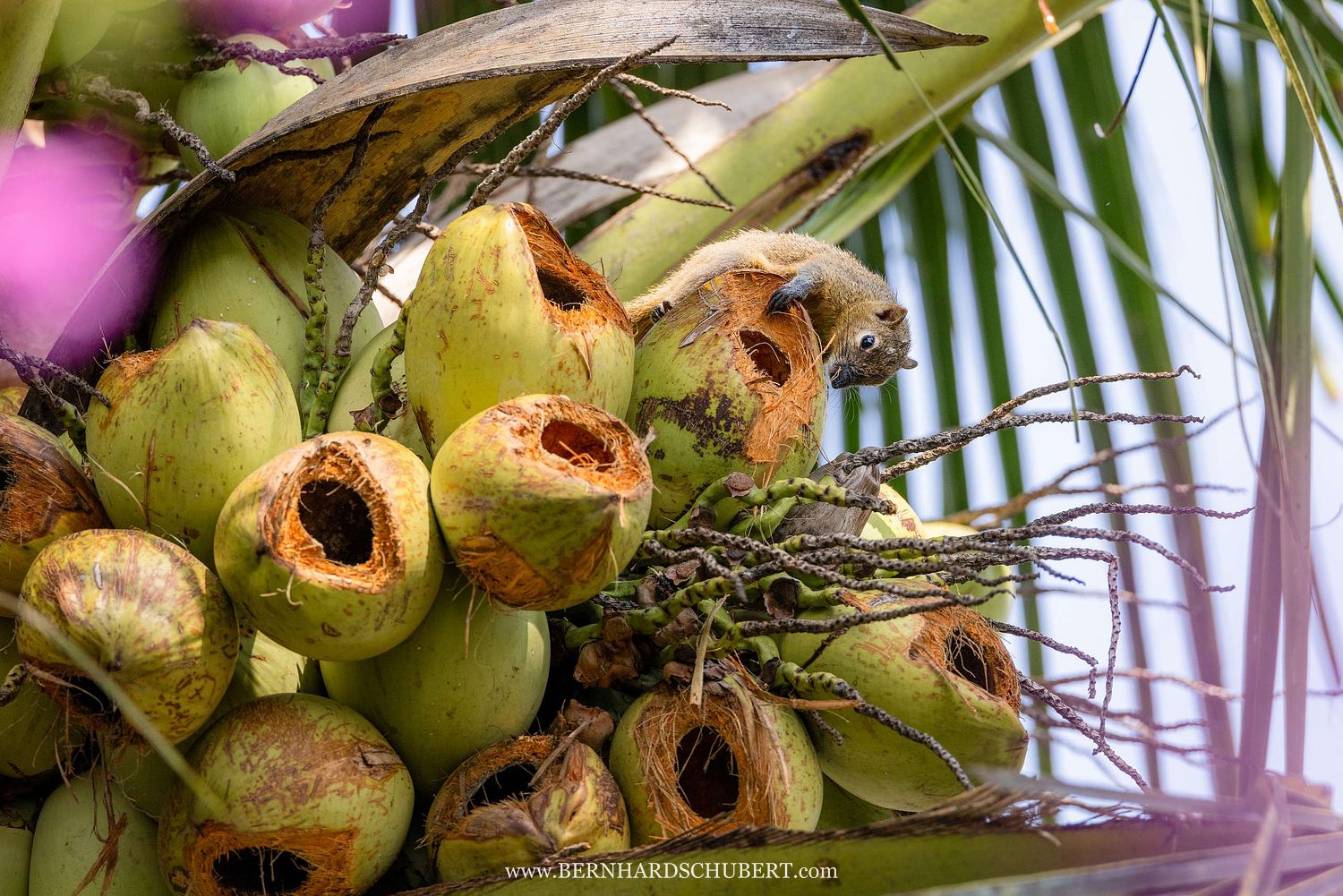 Callosciurus notatus - Plantain squirrel
