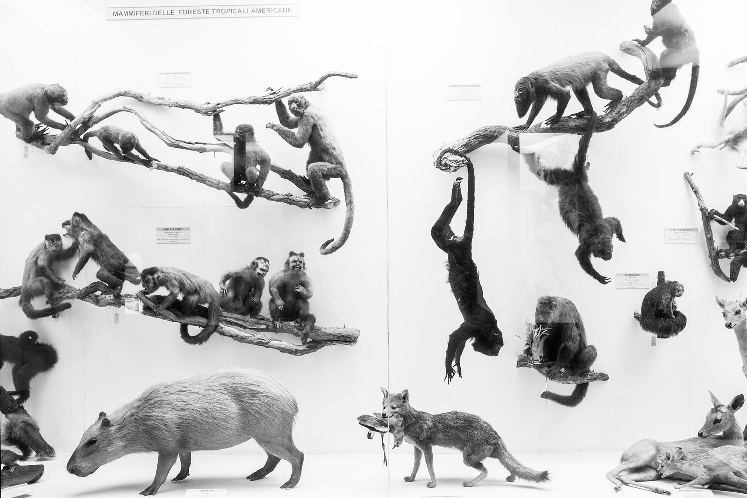 photography services