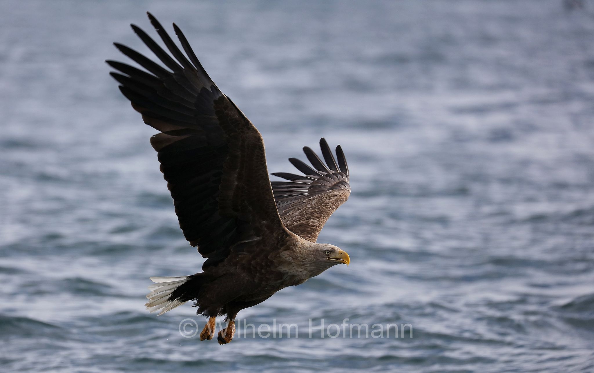 white-tailed eagle, white-tailed sea-eagle, ern, erne, gray sea eagle, Eurasian sea eagle, Seeadler, aquila di mare, aquila di mare codabianca, Rausu, penisola di Shiretoko, Shiretoko Peninsula, Shiretoko-Halbinsel, Hokkaidō, Hokkaido, Japan, Giappone
