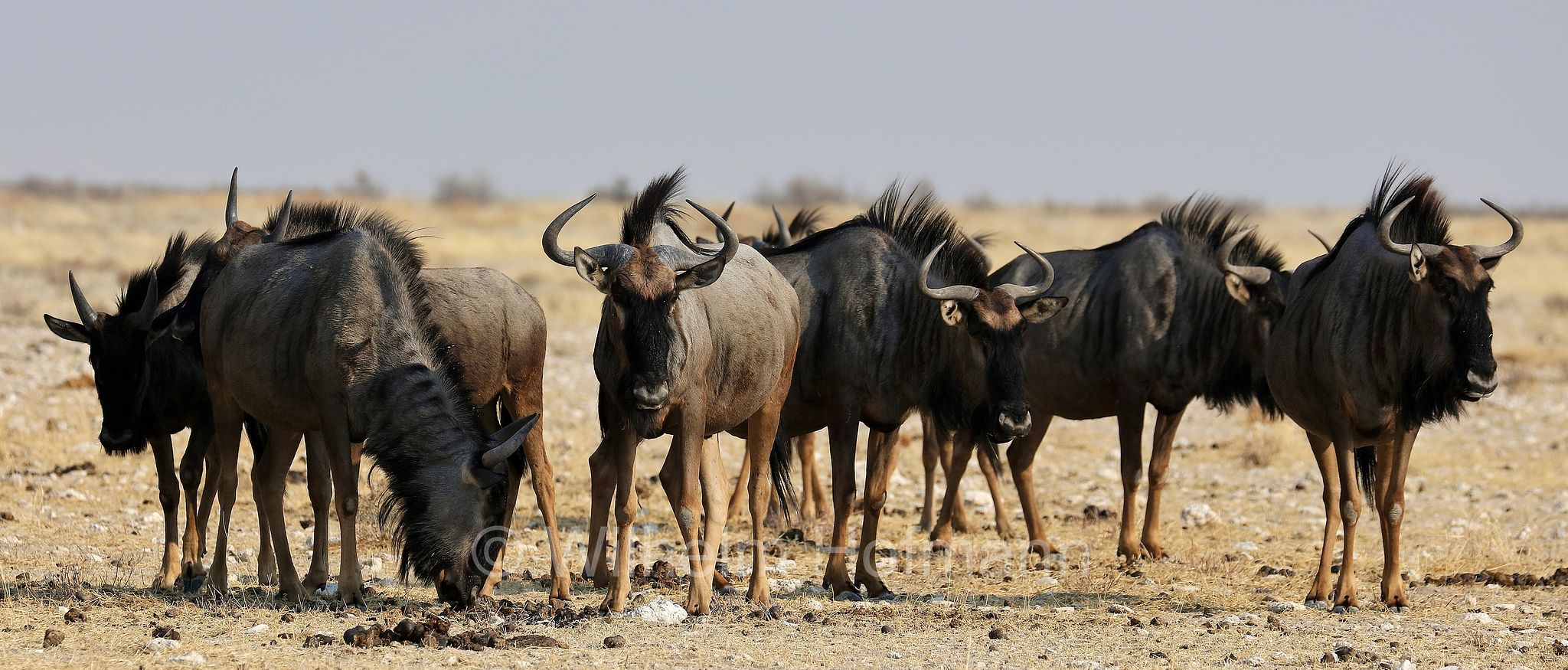 blue wildebeest, common wildebeest, white-bearded gnu, brindled gnu, Streifengnu, Blaues Gnu, gnu striato, gnu comune, gnu dalla barba bianca, gnu blu, connochaetes taurinus, Etosha-Nationalpark, Etosha National Park, parco nazionale d'Etosha, Namibia
