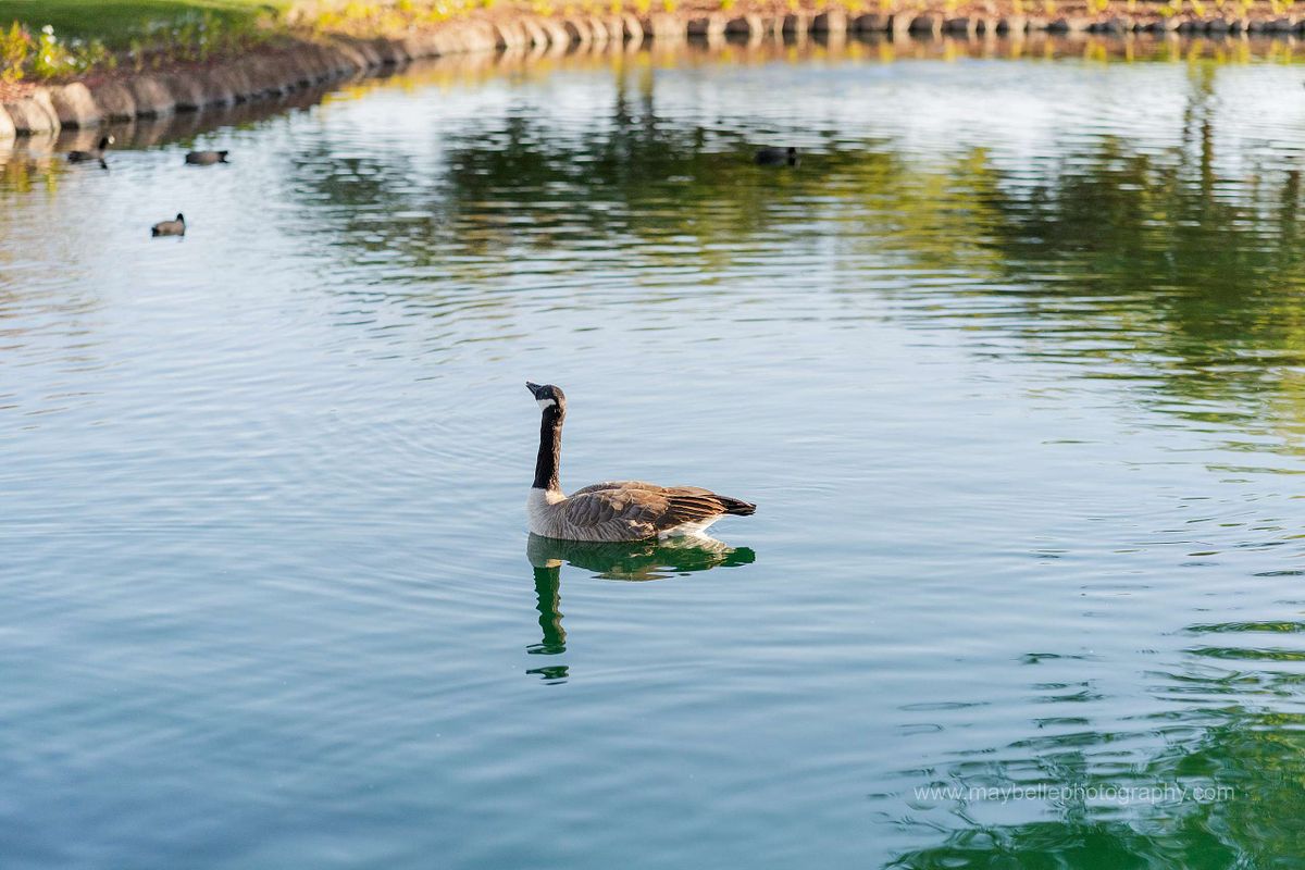 Wedding reception details at Siena Golf Club in Las Vegas with mariachi band