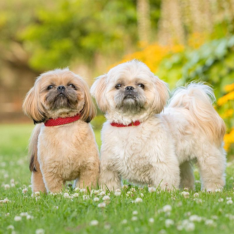 Vote for Bowie and Roxie