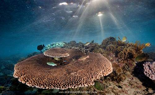 Umbrella coral