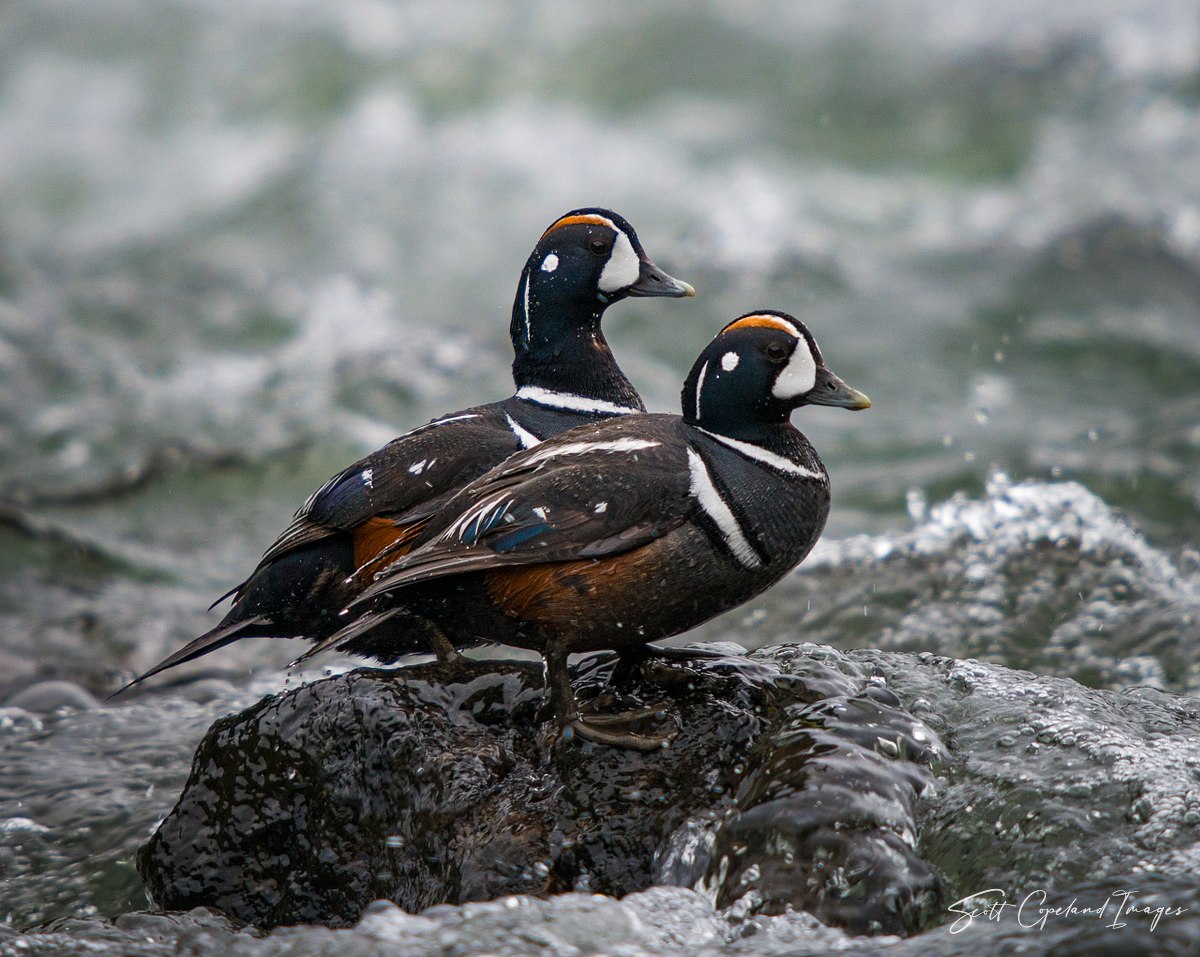 Harlequin Romance