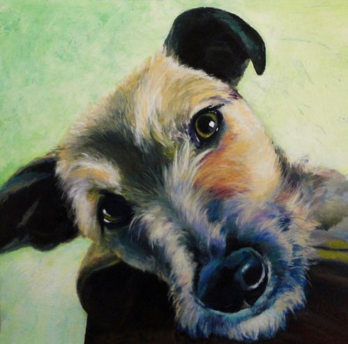 cross breed portrait with warm and soulful expression