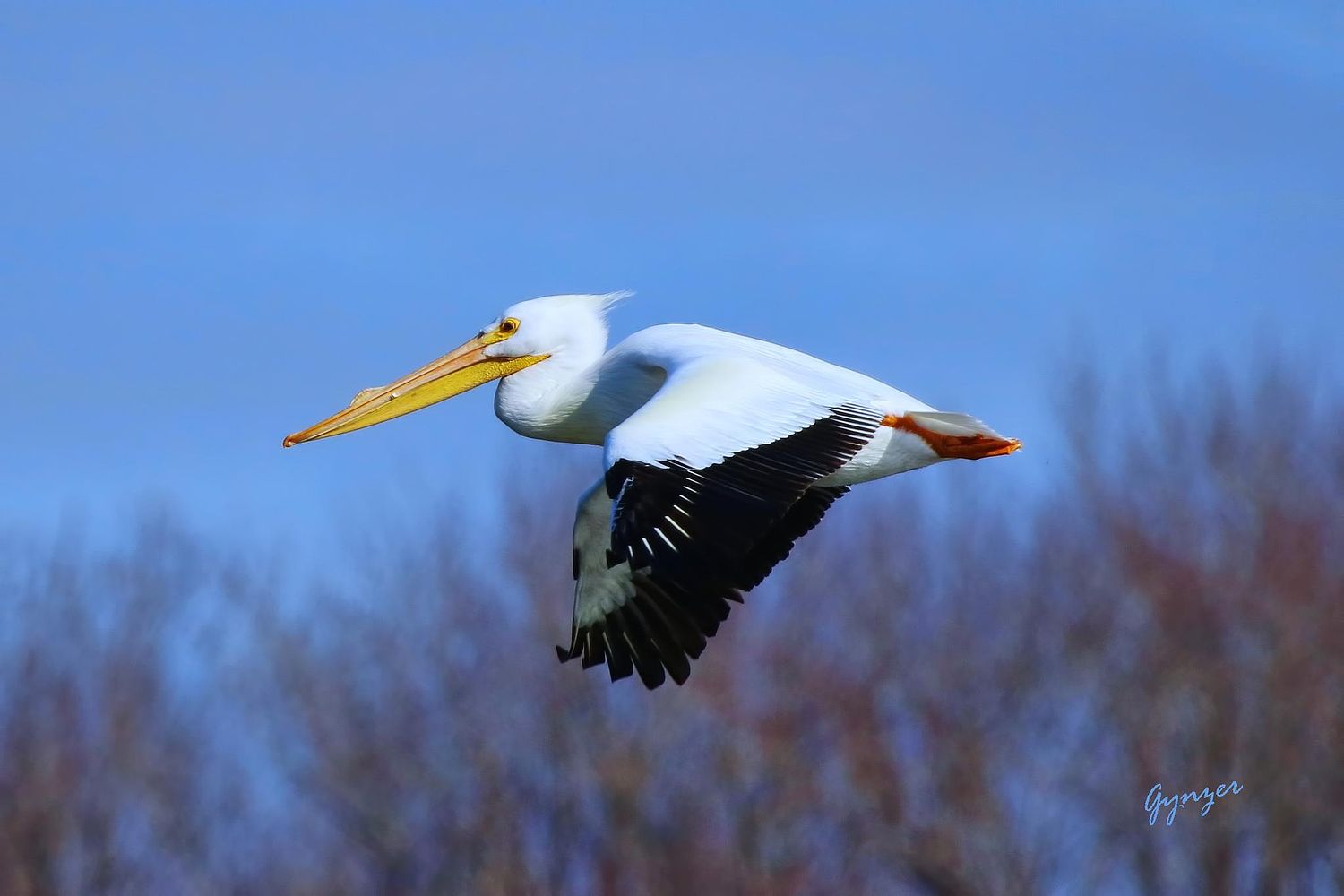 Gynzer's Photography