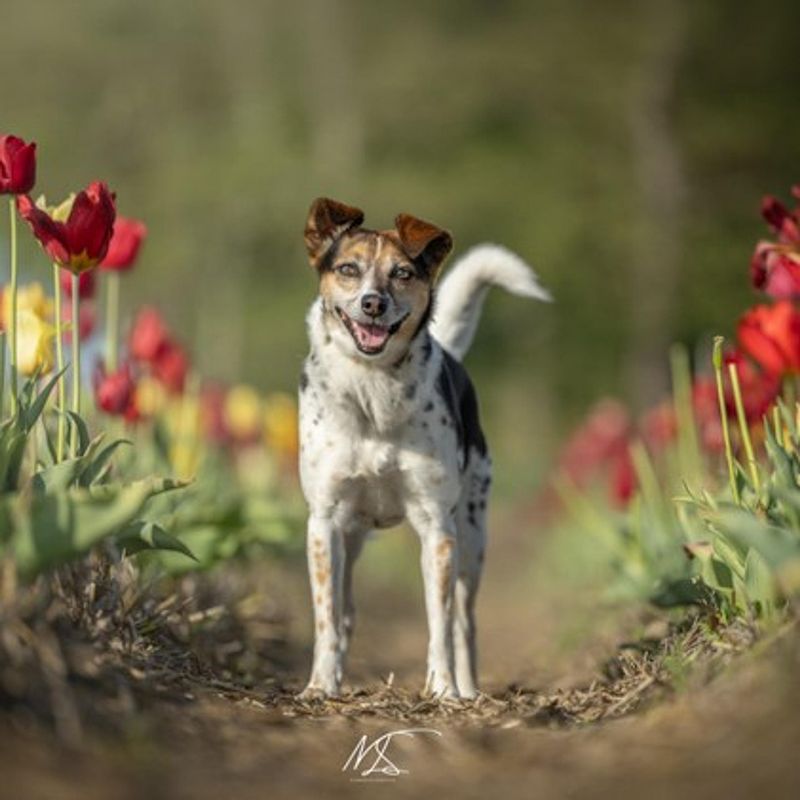 Bloemenshoot met je huisdier