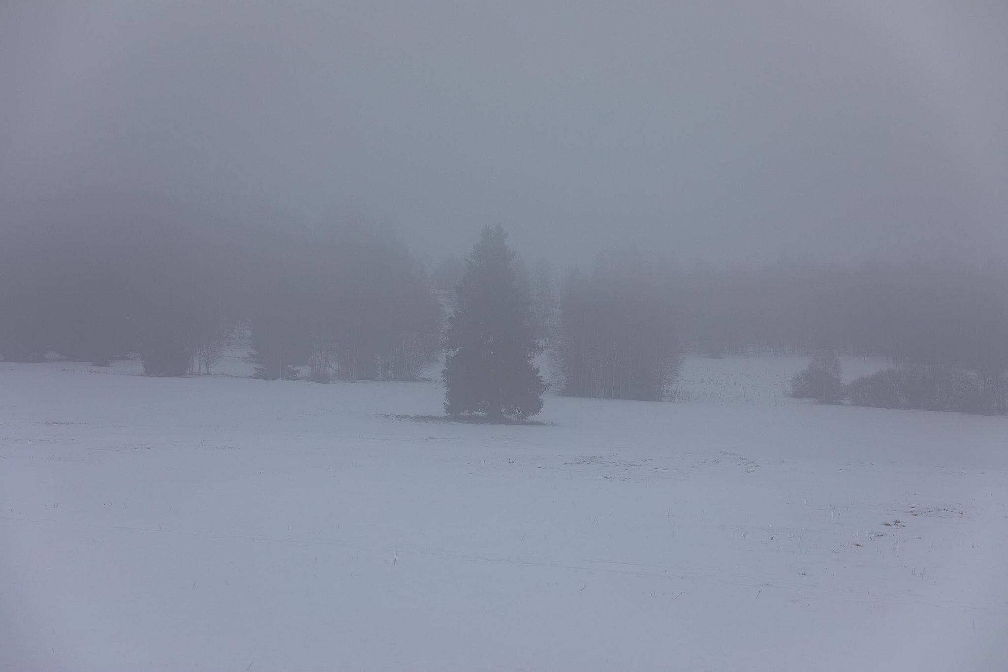 Sapin solitaire dans un paysage enneigé et brumeux en Šumava