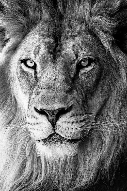Closeup African Lion