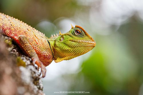 Acanthosaura titiwangsaensis – Malaiischer Berg-Nackenstachler