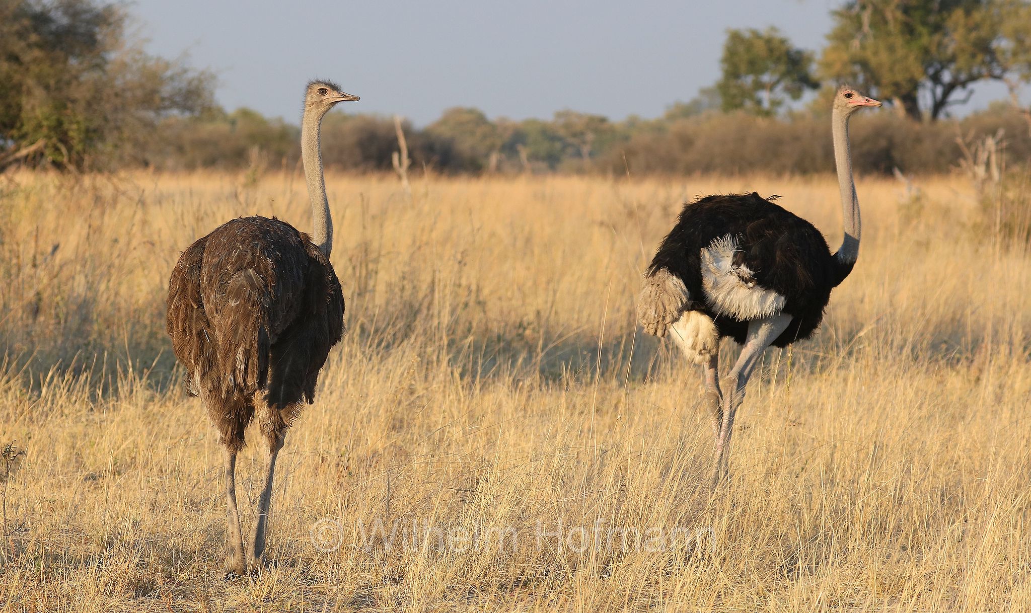 South African ostrich, black-necked ostrich, Cape ostrich, southern ostrich, Südafrikanischer Strauß, struzzo sudafricano, struzzo dal collo nero, struzzo del Capo, struzzo australe, Struthio camelus australis, ﻿Moremi Game Reserve, Moremi-Wildreservat, Okavango Delta, Okavango Grassland, Botswana, Republik Botsuana