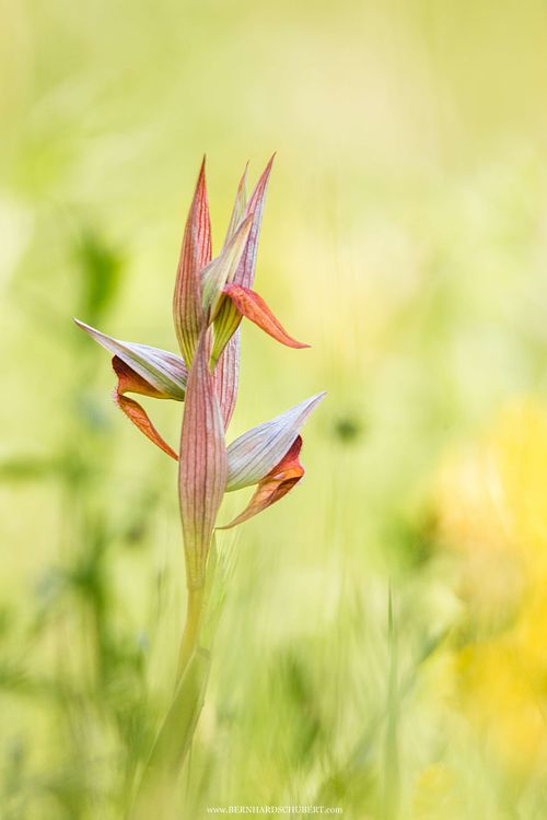 Serapias vomeracea - Pflugschar-Zungenstendel