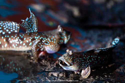 Boleophthalmus pectinirostris - Blue spotted mudskipper