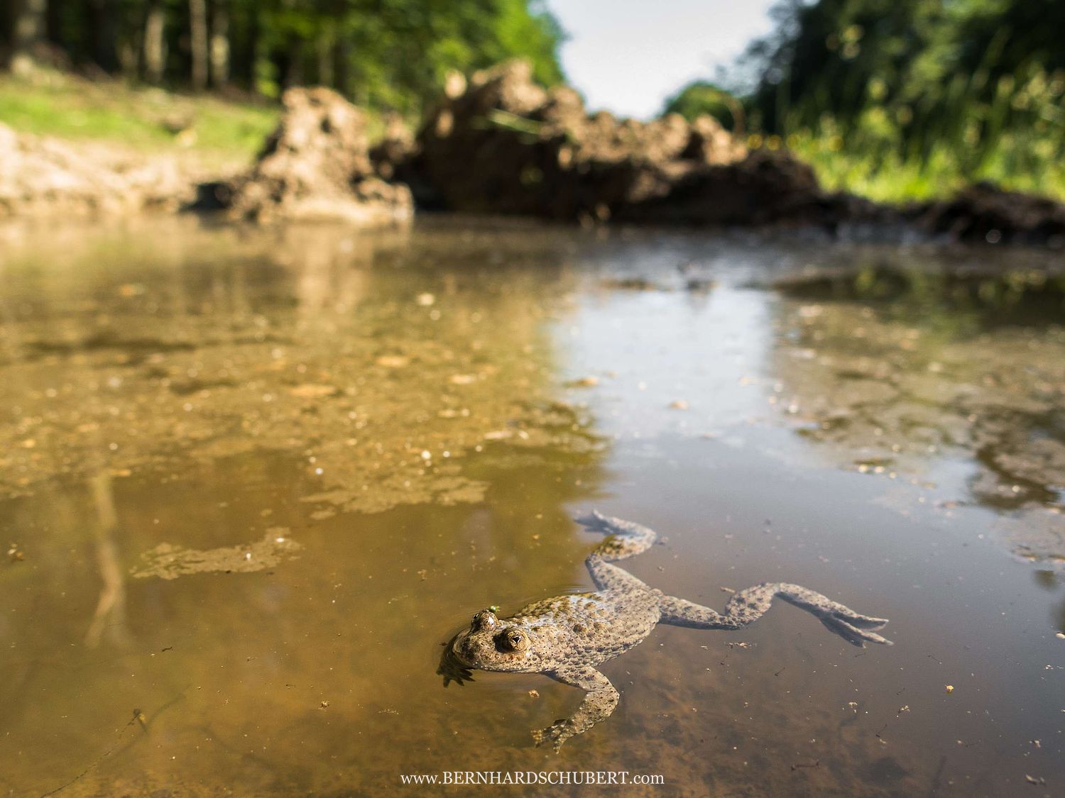 Bombina variegata - Yellow-bellied toad