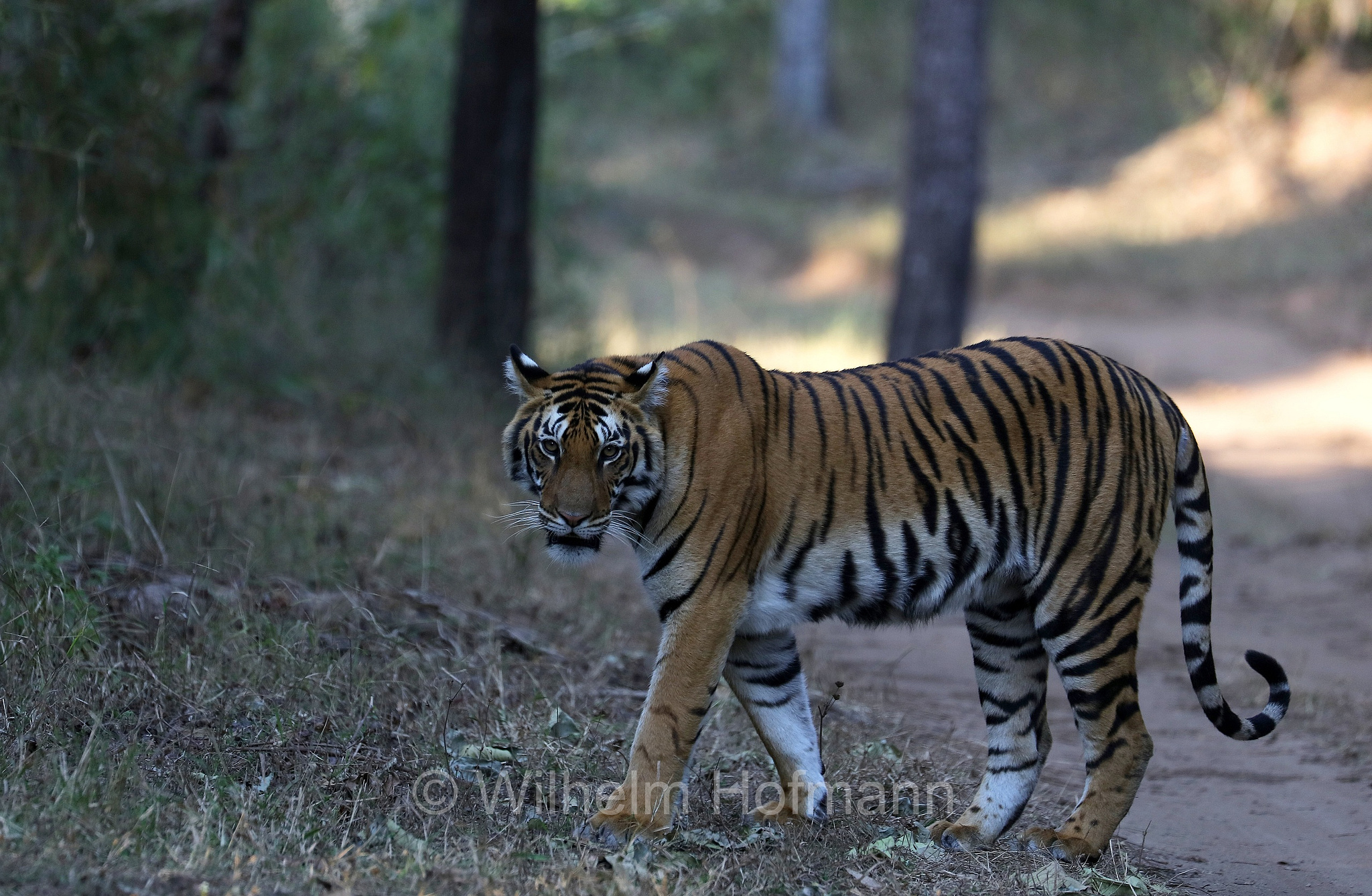 Bengal tiger, Königstiger, Bengal-Tiger, Indischer Tiger, tigre del Bengala, tigre reale del Bengala, Panthera tigris tigris, Kanha National Park, Kanha-Nationalpark, parco nazionale di Kanha, Madhya Pradesh, India, Indien, Kisli Zone