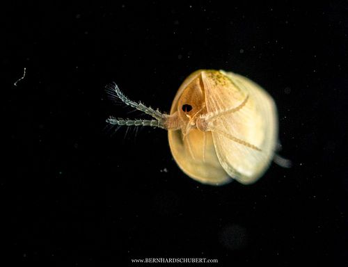 Leptestheria dahalacensis - Steppe clam shrimp