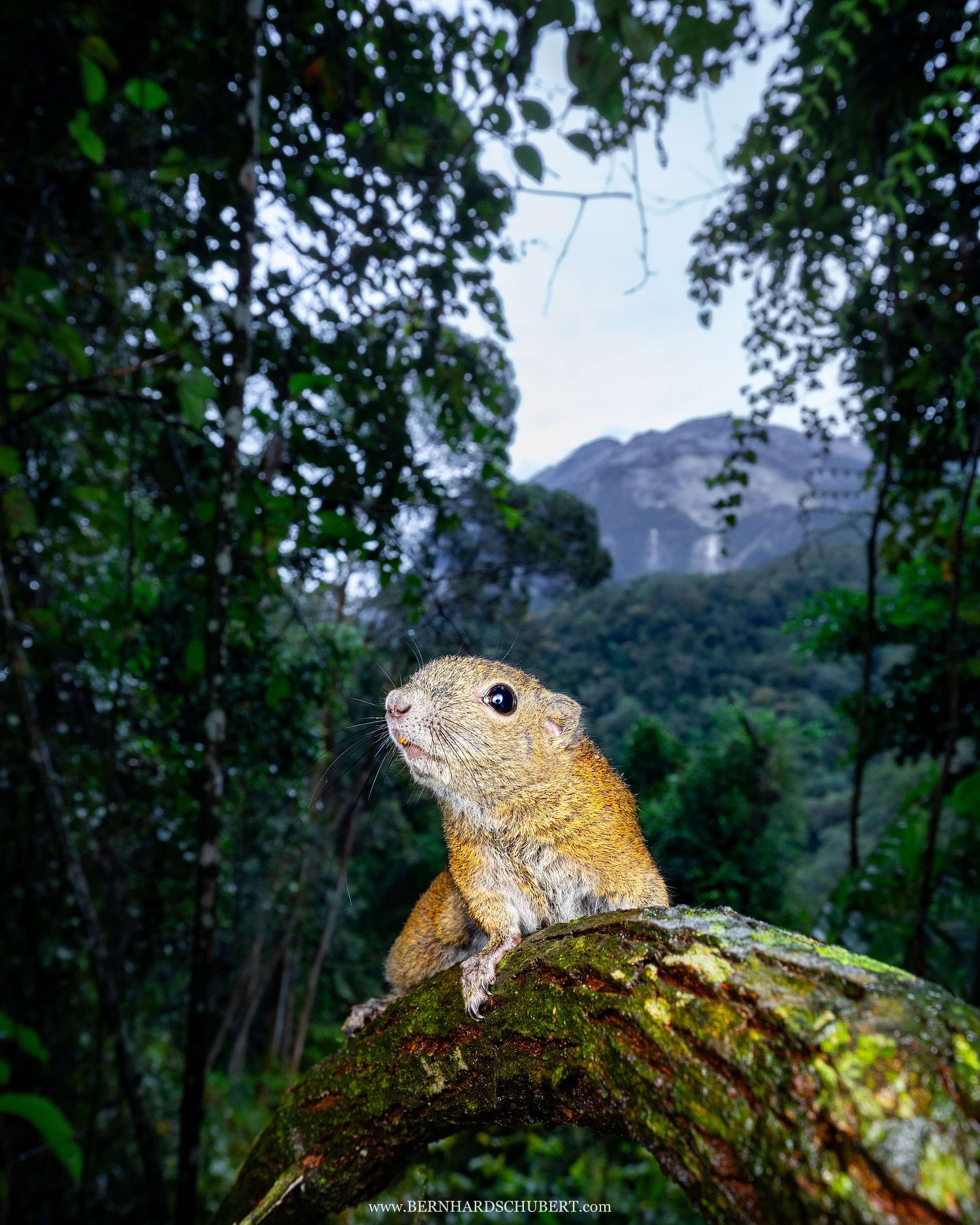 Callosciurus orestes – Borneo-Schwarzbindenhörnchen