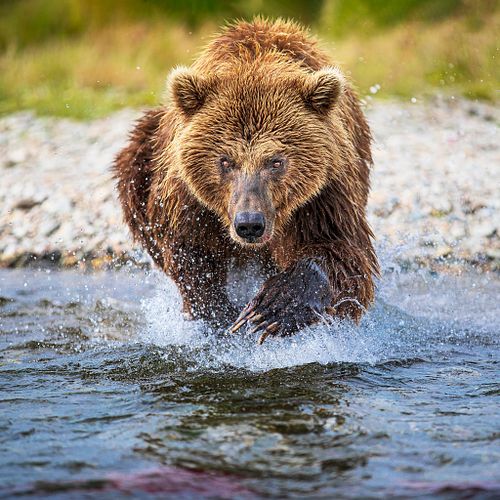 Diving Bear