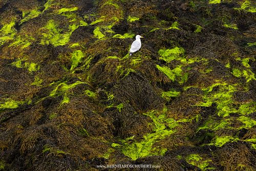 Larus argentatus - Herring gull