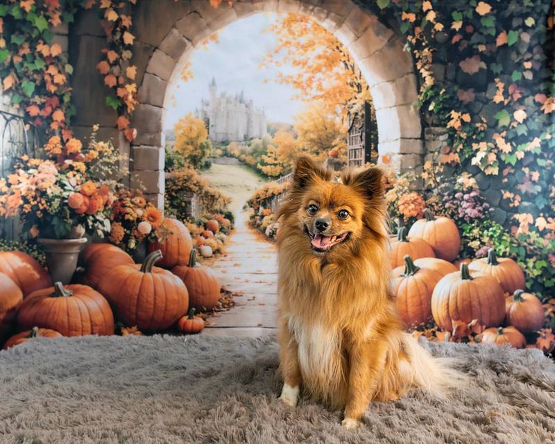 Pomeranian Halloween Party