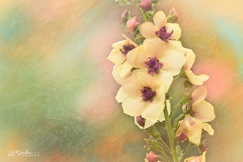 This fine art print titled "Southern Charm Showoff" depicts a springtime Verbascum 'Southern Charm' flower sitting beautifully against a multi-colored textured backdrop. "Southern Charm Showoff" is copyrighted by Gregory C. Sundra and GC Sundra IMAGES, LLC.