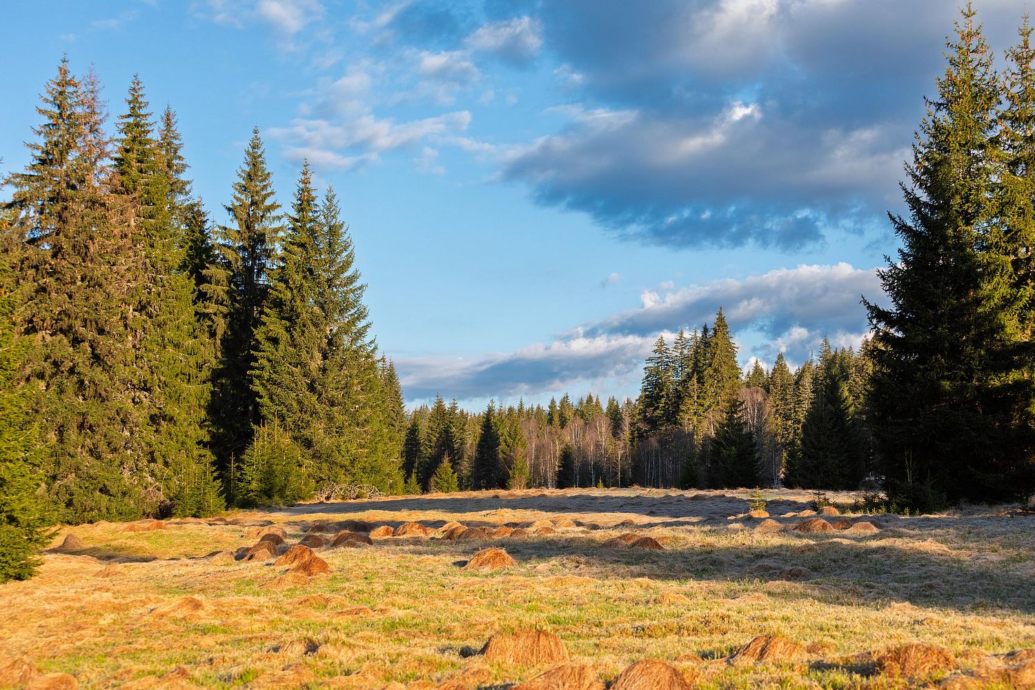 Une prairie au milieu des bois