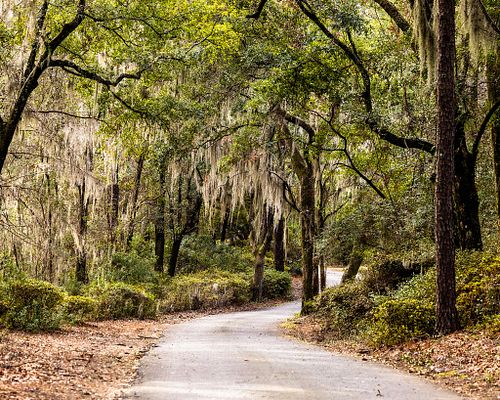 Nature and Wildlife Prints