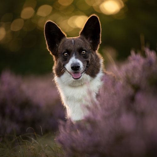 HONDENFOTOGRAFIE