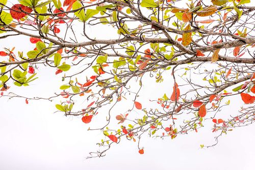 Terminalia catappa - Katappenbaum