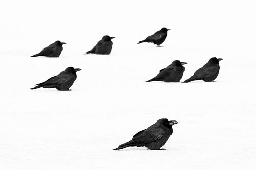 Corvus macrorhynchus japonensis - Dickschnabelkrähe