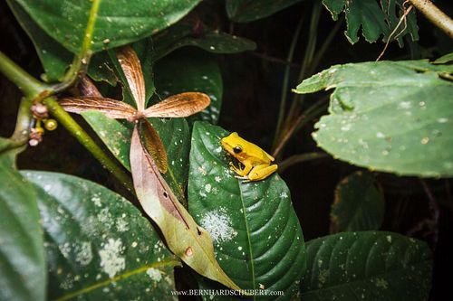 Chalcorana eschatia - Tenasserim white-lipped frog