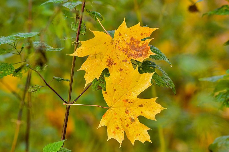 Vihmased sügispäevad