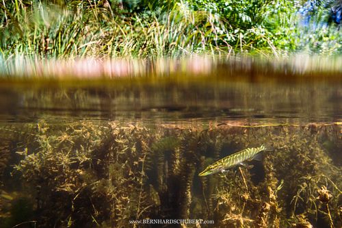 Esox lucius - Northern pike