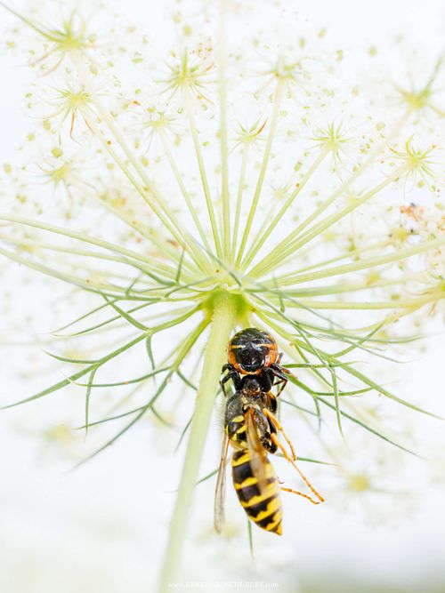 Synema globosum - Napoleon spider with prey