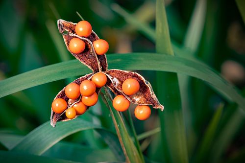 Küchenkraut auf dem Oeschberg
